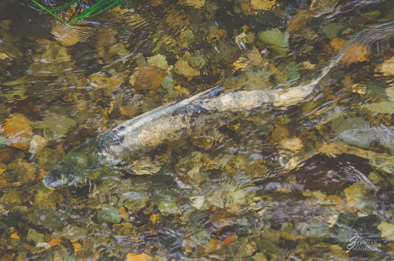 salmon - ItkasanImages 1 of 1-3
