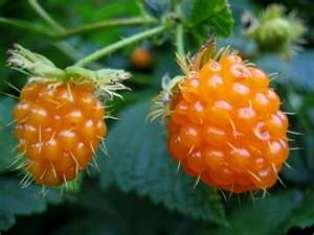 Salmonberry
