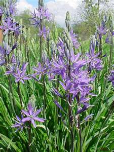 camas