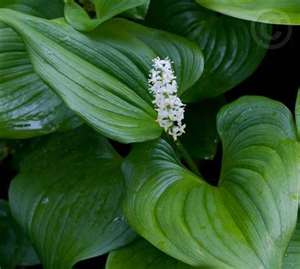 false_lily