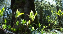 indian_plum
