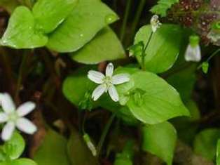 miners_lettuce