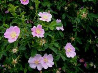 nootka_rose