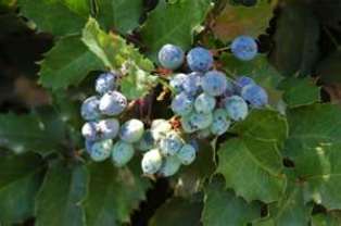 oregon_grape