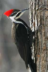 pileated_woodpecker