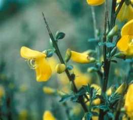 scotch_broom