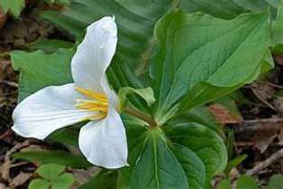 western_trillium