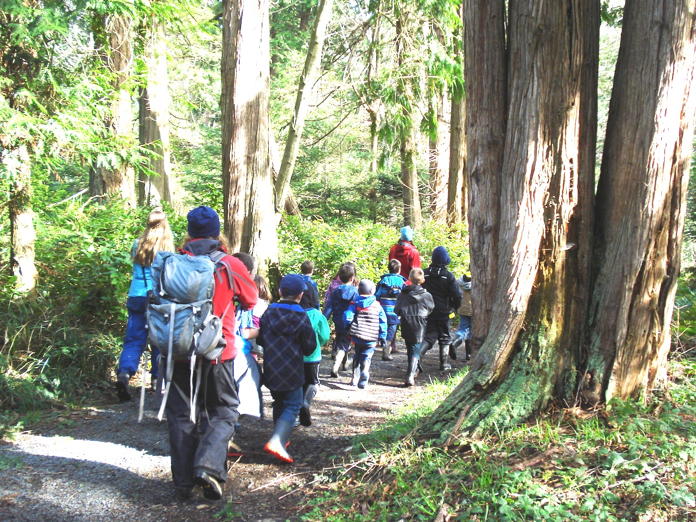 walking through trees